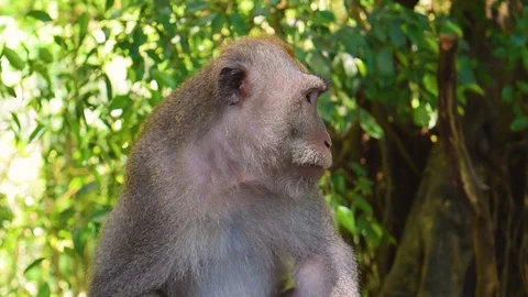 Monkey in the jungle Stock Footage 112273677