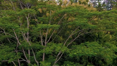 Monkey in the jungle! 스톡 동영상 125045432