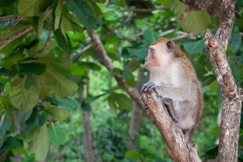 Monkey in the jungle. Macaque sitting on a tree, in it's natural habitat in Stock Photos
