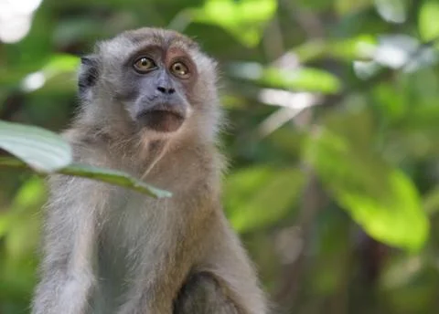 Monkey in the jungle Stock Photos