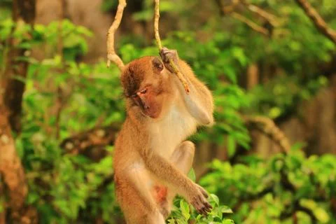 Monkey in the jungle Foto stock