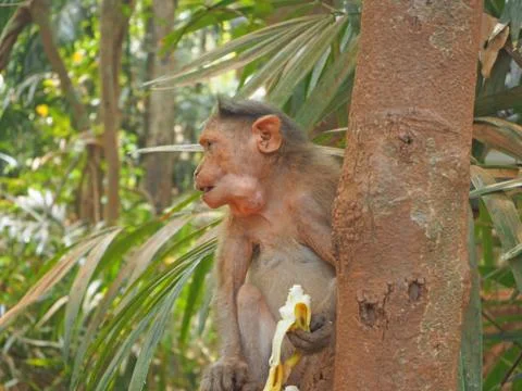 A monkey in the jungle is sitting on a tree and eating a banana Stock Photos