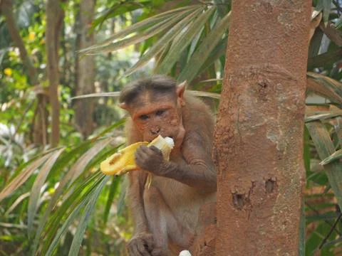 A monkey in the jungle is sitting on a tree and eating a banana Stock Photos
