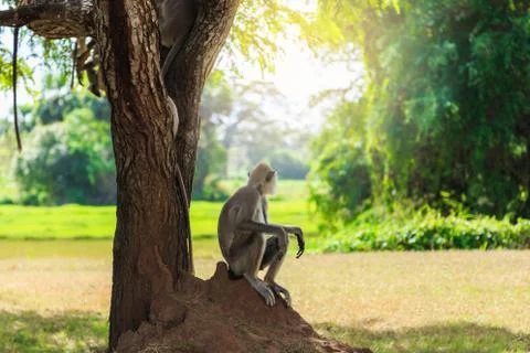 Monkey in the jungle sitting under a tree Stock Photos