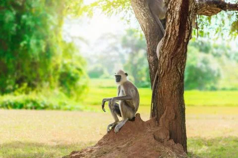 Monkey in the jungle sitting under a tree Stock Photos