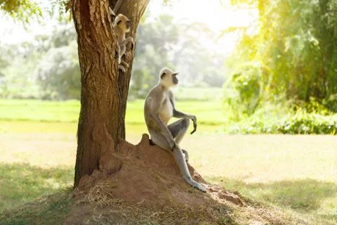Monkey in the jungle sitting under a tree Stock Photos