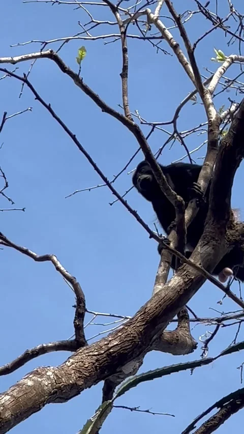 Monkey Jungle Tree Stock Footage 239017610