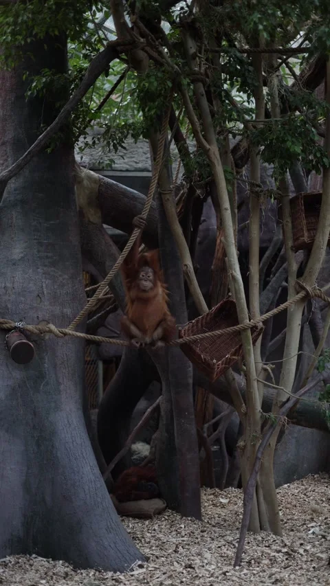 Monkey in the jungle vertical video Stock Footage 288042382