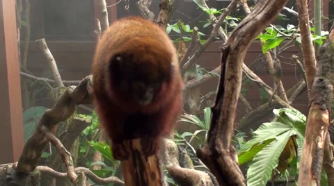 Monkey jups into the camera Video stock 10817894