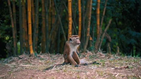 Monkey at Kandy (Sri Lanka) Stock Footage 139238151