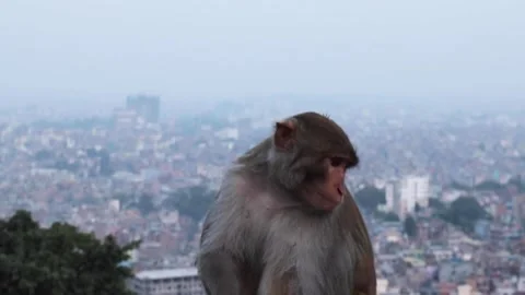 A Monkey in Kathmandu Nepal Stock Footage 284377206