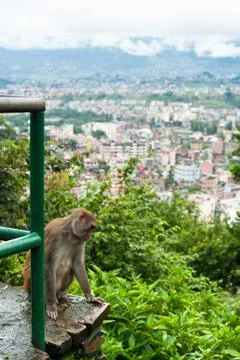 Monkey at kathmandu. nepal Stock Photos