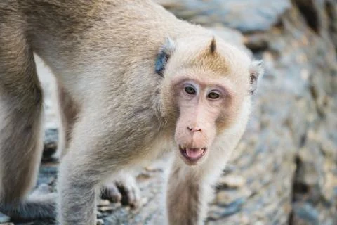Monkey at Khao Laemya National Park, Rayong, Thailand Stock Photos