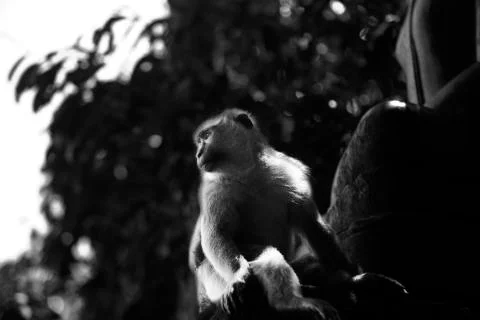 The Monkey King Stock Photos