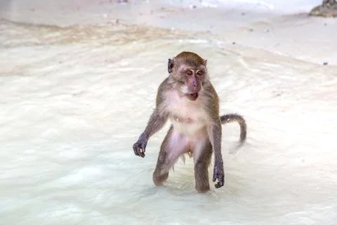 Monkey at Koh Phi Phi island Foto stock