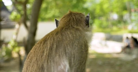 Monkey in Krabi, Thailand Видео 303749041