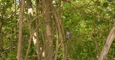 Monkey in Krabi, Thailand Stock Footage 303749056