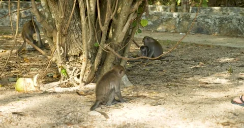 Monkey in Krabi, Thailand Видео 303749098