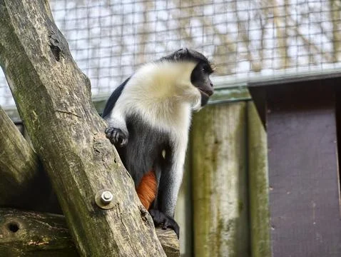 Monkey On Ladder. Monkey Displays Vocal Behavior Atop Wooden Ladder Within .. 库存照片