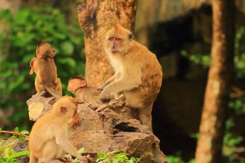 Monkey large family Stock Photos