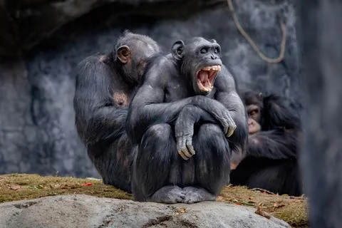 A Monkey laughing Stock Photos