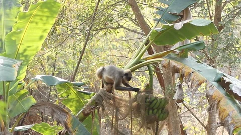 Monkey launch. Ape steal and eat bananas. 動画素材 92468392