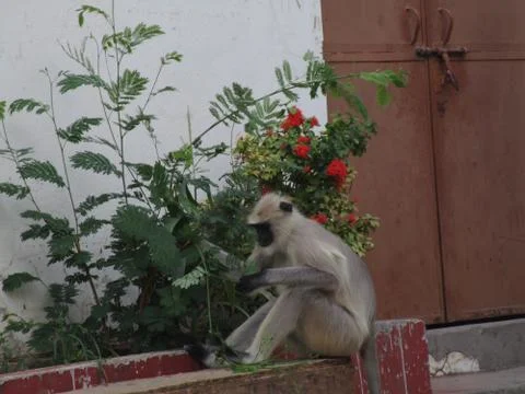 Monkey leaves eating Stock Photos