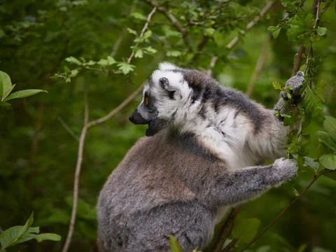 Monkey lemur catta  in tree - (catta lemur) in nature Foto stock