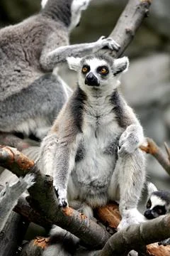 Monkey - Lemur Stock Photos