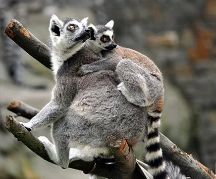 Monkey - Lemur Stock Photos