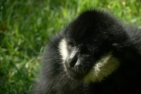 Monkey lemur Stock Photos