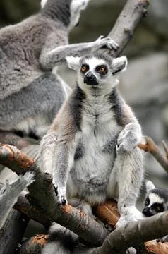 Monkey - lemur Stock Photos