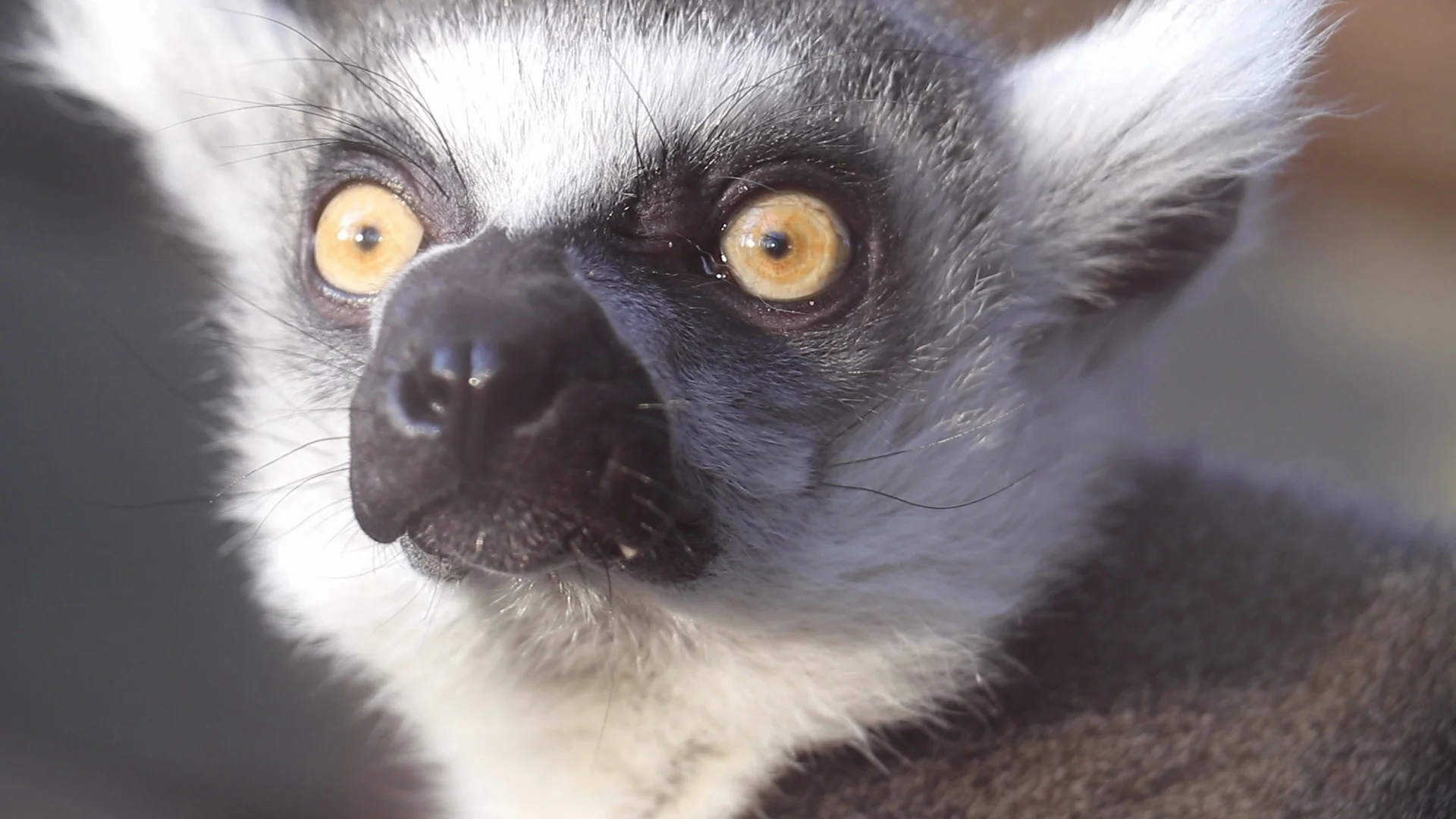 monkey lemur Ringtailed looking big eyes... | Stock Video | Pond5