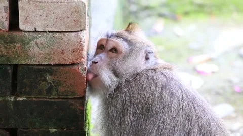 Monkey licks salt bricks on the sacred monkey forest. Ubud, Bali, Indonesia Stock Footage 58307944