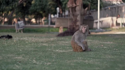 Monkey life Stock Footage 111333851