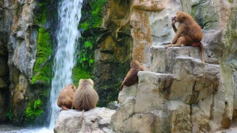 Monkey life Stock Photos