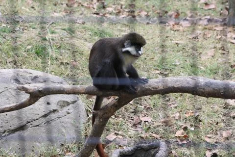 Monkey on a limb Stock Photos