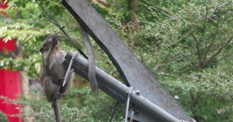 Monkey lives in a natural forest of Phuket Video stock 243679859