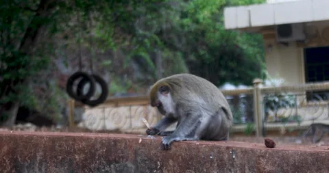 Monkey lives in a natural forest of Phuket Video stock 243679961