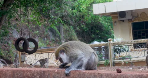 Monkey lives in a natural forest of Phuket 库存影片 243679968