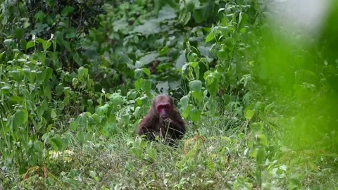 Monkey living in the forest Video stock 280226078