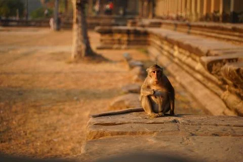 Monkey in the living nature. Cambodia, Angkor Wat Stock Photos