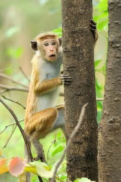 Monkey in the living nature Stock Photos
