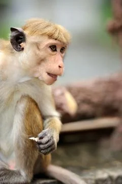 Monkey in the living nature Stock-Fotos