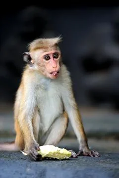 Monkey in the living nature Stock Photos