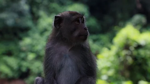 Monkey in Lombok Stock Footage 126996080