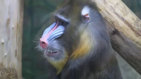 Monkey with a long, pointed nose and a long, pointed tail Stock Footage 304202290