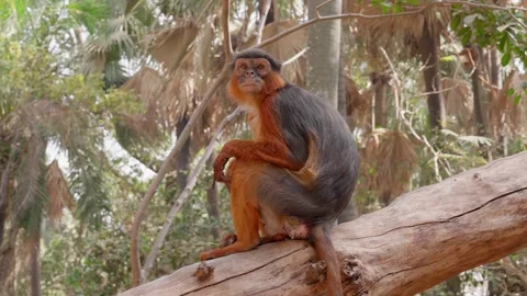 Monkey with long tail on a wood, West Africa Stock Footage 304979766