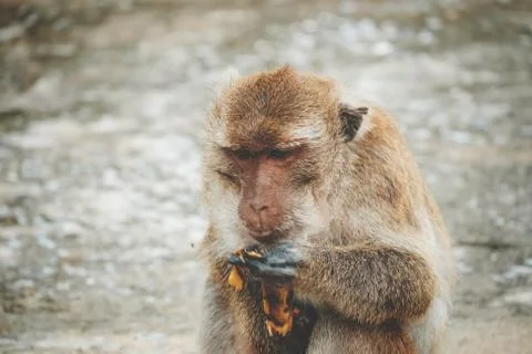 Monkey (Long-tailed macaque, Crab-eating macaque, Macaca fascicularis) is eat Stock Photos