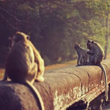 Monkey. Long-tailed macaque. Macaca fascicularis Stock Photos
